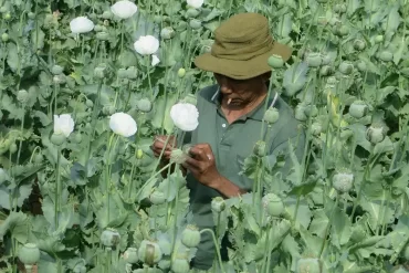 Myanmar's opium economy
