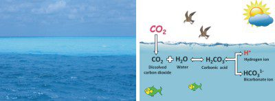 Fig.: L-R: Now the ocean suffers from rising level of CO2. The underlying chemical process behind ocean acidification