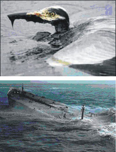 Fig.: Top-Bottom: Affected sea hero after an oil spill;