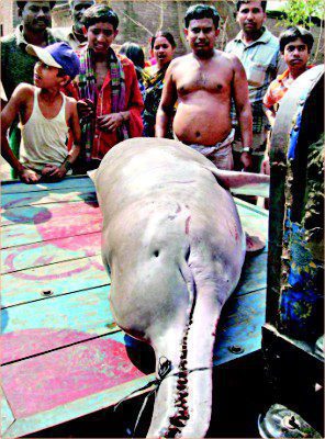 Fig.: This 150-kg Shushuk (Gangetic Dolphin) was caught by fishermen from the river Mahananda at Gobratola of Chapai Nawabganj and later sold at Tk 3,000 to a fish trade. Law prohibits catching, killing and trading of any endangered species. Photo: STAR