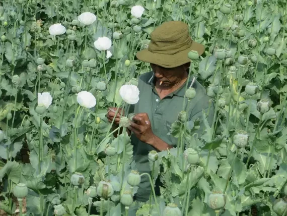 Myanmar's opium economy
