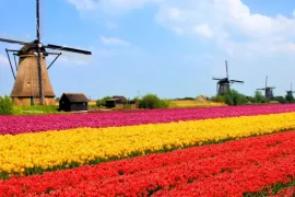 Improve your Dutch language