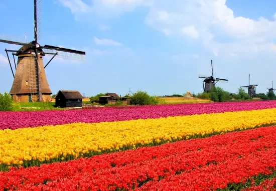 Improve your Dutch language