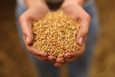 Why renewal of Russia-Ukraine grain deal is vital for Bangladesh