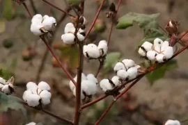 Eased US Cotton Imports Rules Benefit Bangladesh