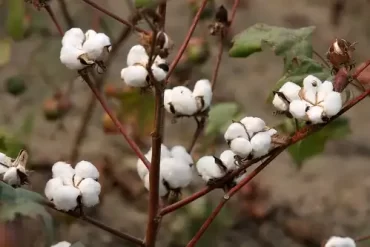 Eased US Cotton Imports Rules Benefit Bangladesh