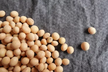 Soy Protein versus Animal Protein