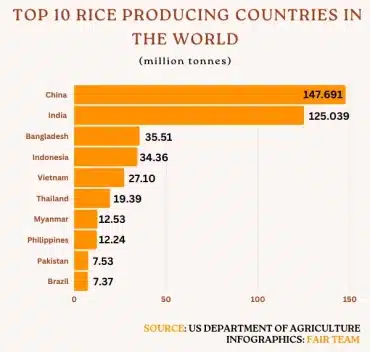 Top 10 Rice Producing Countries