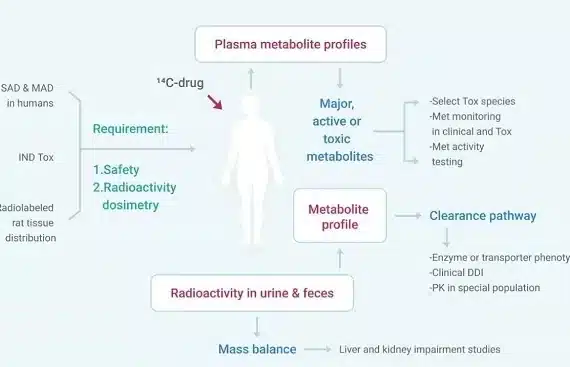 Body_mass_balance