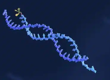 Oligonucleotide Drugs